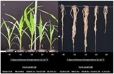 Silicon Improves Chilling Tolerance During Early Growth of Maize by Effects on Micronutrient Homeostasis and Hormonal Balances